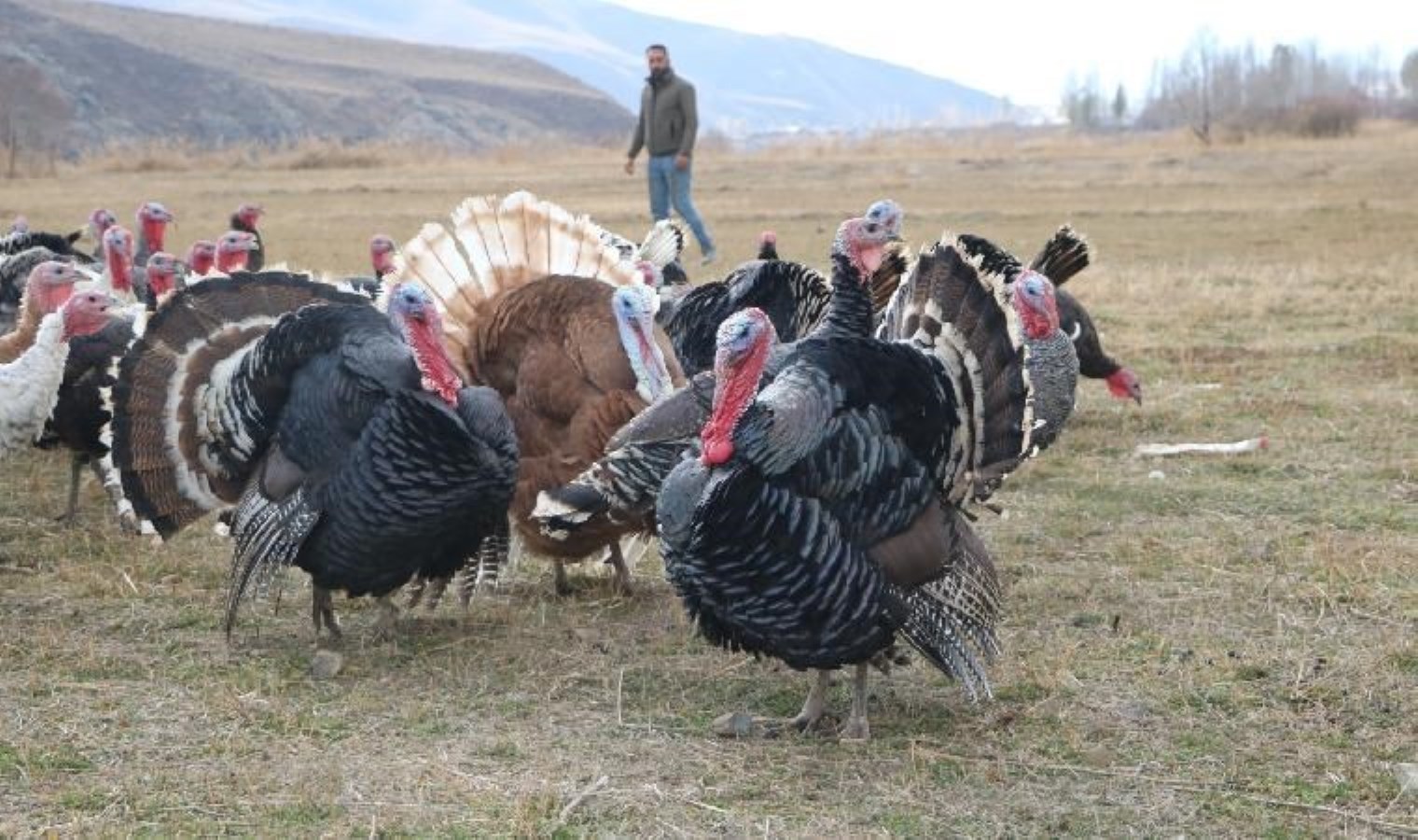 Hakkari’de yılbaşı öncesi hindiler satışa çıktı: Fiyatı 4 bin lirayı buluyor