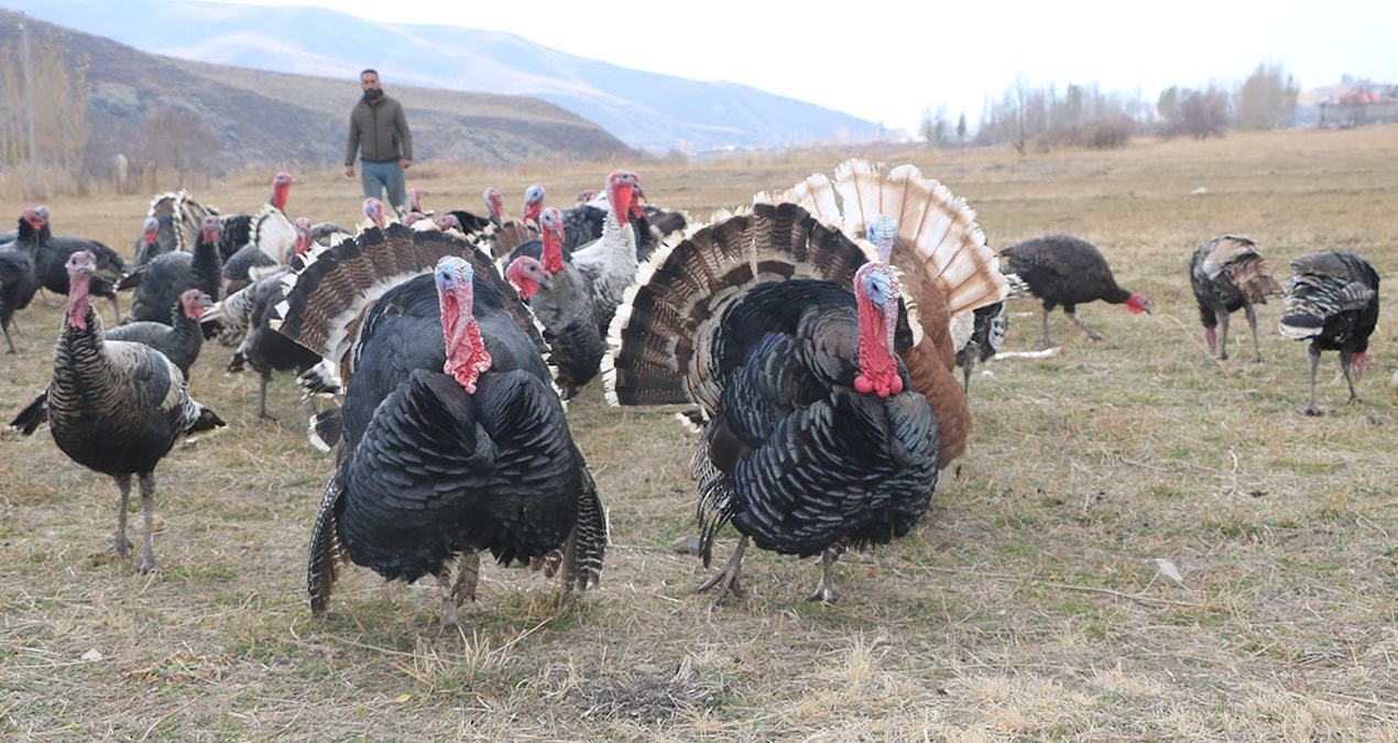 Yılbaşı sofralarının vazgeçilmezi hindi fiyatları belli oldu